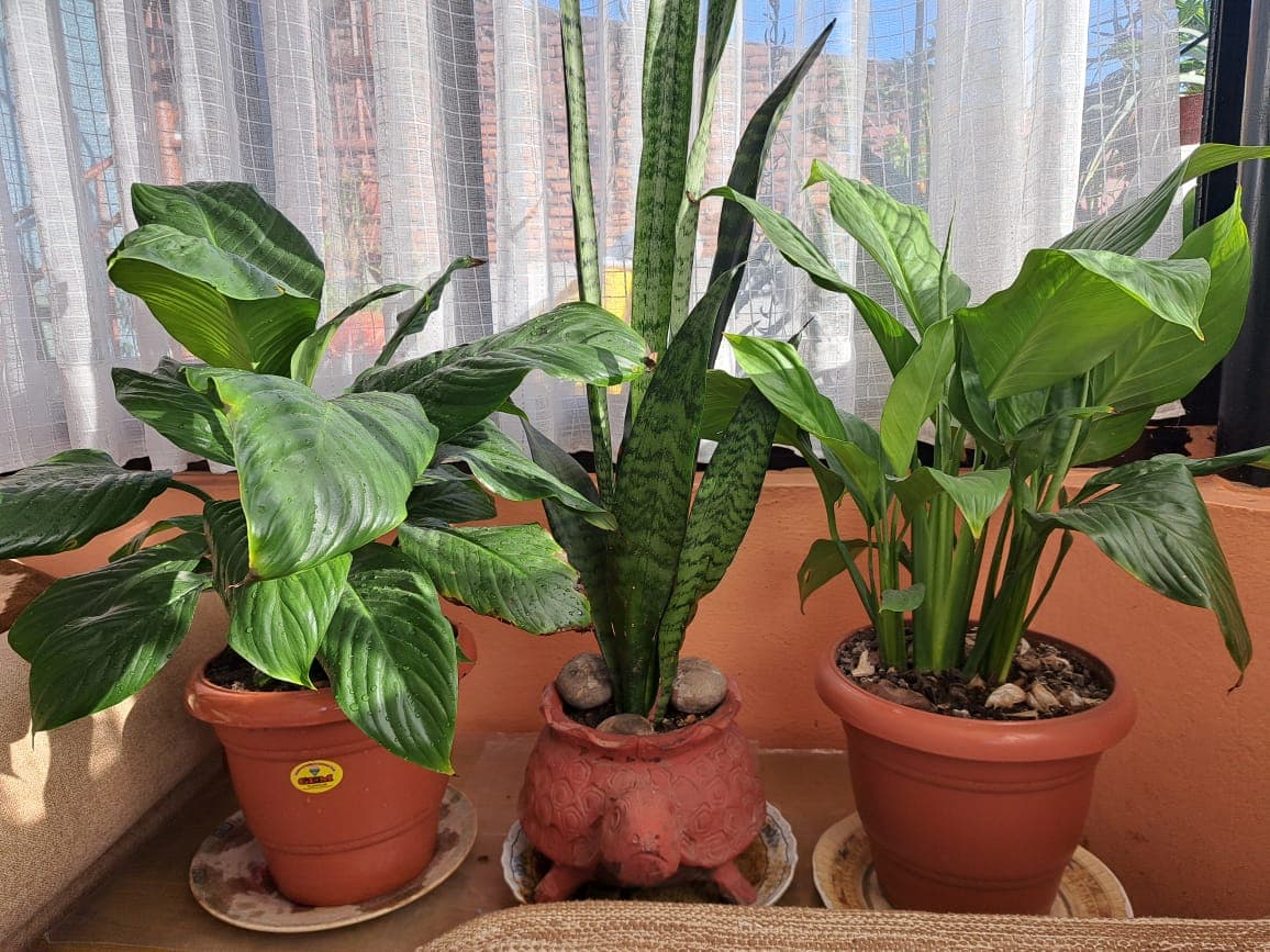 Potted Snake Plant & Peace Lilies